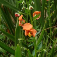 Alonsoa meridionalis (L.f.) Kuntze